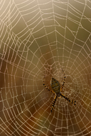 spider
